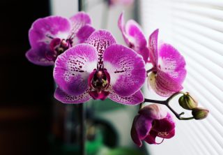 orchidej 1