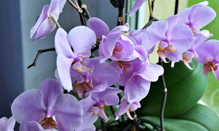 Magické hnojivo pro orchideje, které má každý doma. Jsou po něm k nezastavení, plodí trojnásobně květů o velikosti pěsti