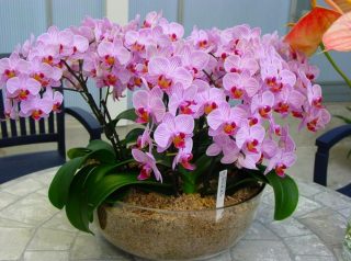 orchidej kvety phalaenopsis ruzovy