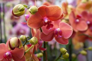 Orchideje budou k nezastavení, jejich květy gigantické. Stačí vsadit na jednu obyčejnou věc, kterou má každý doma