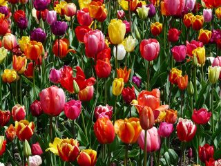 tulipan zahon kvety