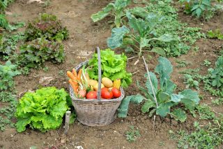 Uložte zeleninovou zahradu k zimnímu spánku chytře. Zkušení pěstitelé prozradili, jak docílit příští rok dvojnásobné úrody