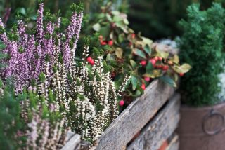 Rostliny, které i v zimě promění váš balkón a parapety v botanickou zahradu. Mrazy ani sucho je nezaskočí