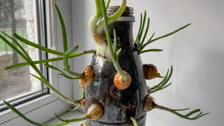 cibule lahev