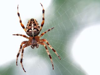 detailni zaber pavouka a pavuciny