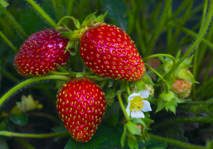 jahody
