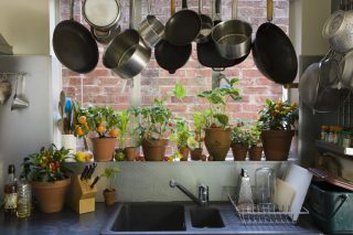 kuchyn rostliny