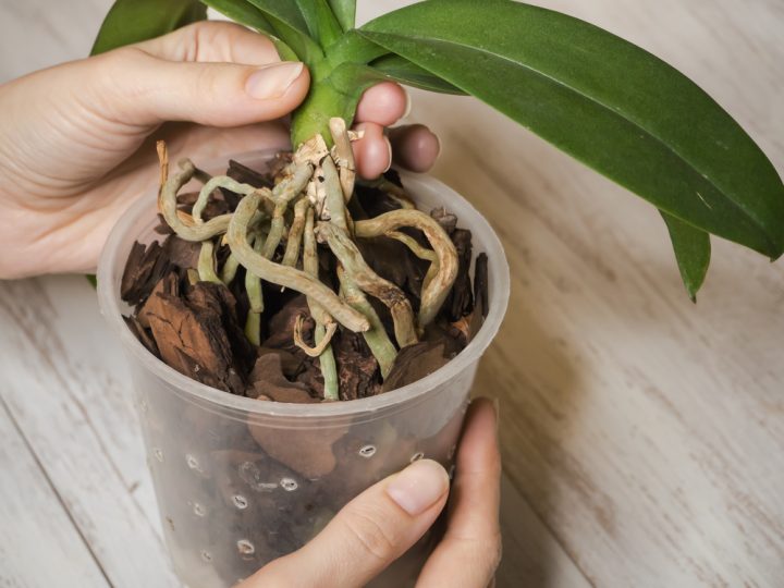 mnozeni orchidej