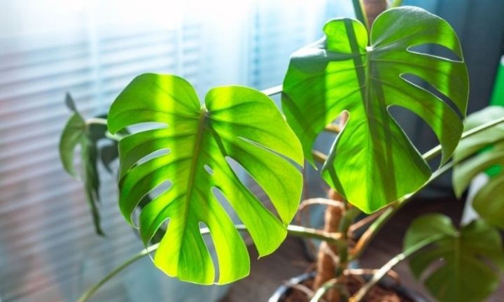 monstera