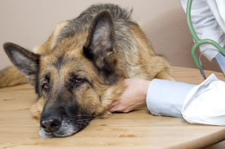 Podzimní chřipka může skolit psa stejně jako nás. Nepodceňujte první příznaky a ušetřete mu hrozné trápení