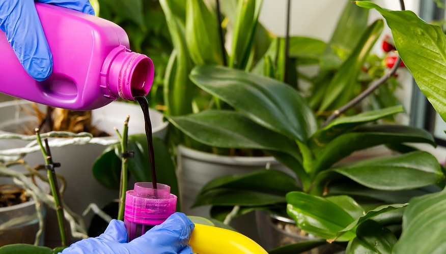 Recept na domácí hnojivo zajistí pokojovým rostlinám majestátní květy. Přes zimu je obzvlášť důležité