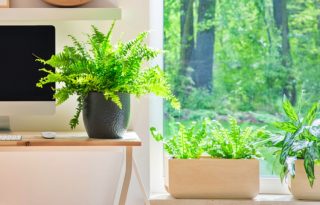 Nejlepší rostliny do bytu, které málokdo zná. Kapradiny čistí vzduch, jsou nenáročné a domácnosti dodají punc jedinečnosti