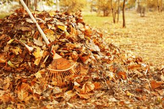 Podzimní listí nevyhazujte, poslouží k tvorbě kompostu, či jako krmivo pro trávu. Při správném použití uvidíte zázraky