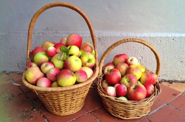 Jak skladovat jablka ve sklepě?