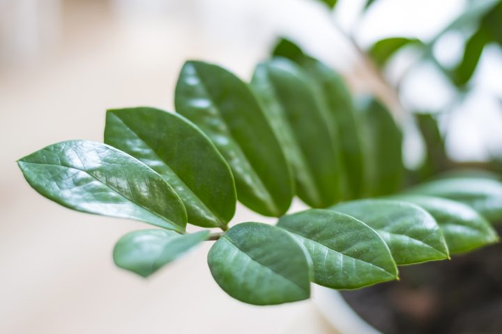 toxicka jedovata zamioculcas rostlina