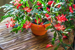vanocni kaktus cerveny