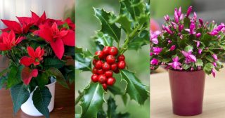 Těmito rostlinami si můžete vyzdobit domov o Vánocích. Sváteční atmosféra díky nim bude úchvatná