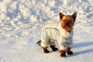 zimni oblek pro psa
