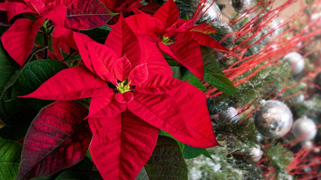 christmas star