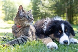 7 psích plemen, která si skvěle rozumí s kočkami. Jsou trpělivá a nevykazují žádné známky agrese