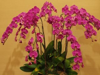 Orchideje lační po zálivce z kyseliny citrónové. Zdravé a bez plísní vám pokvetou nonstop celou zimu