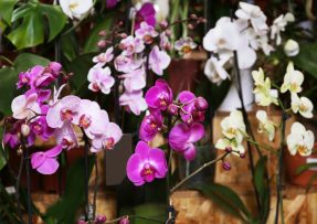 Jak pečovat o orchidej