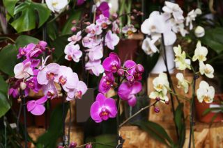 Nechybujte v zimní péči o orchideje, i ony se mohou nachladit. Správný postup zajistí gigantické květy i opakované květenství