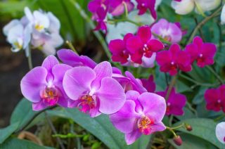 orchideje kvety phalaenopsis smes