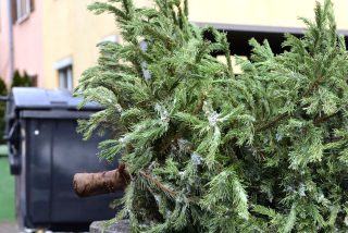 Starý vánoční stromek nepatří do popelnice. Geniální uplatnění najde doma i na zahradě, prozradili zkušení chalupáři