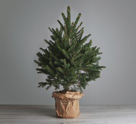 Vypěstujte si doma vlastní vánoční stromeček, který nikdy neopadá. Je to jednodušší, než si myslíte
