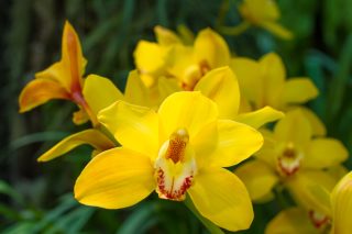 zluta orchidej