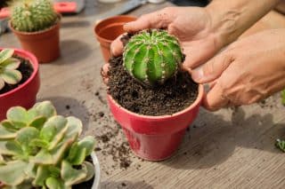 Proč kaktus šediví, či dokonce černá? Na vině může být přelití, plíseň, či škůdci. Mšice a svilušky jsou obzvlášť ničivé