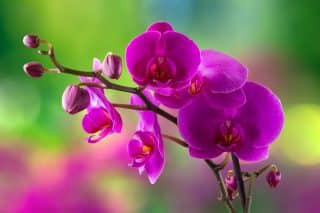 orchidej kvet barevne pozadi
