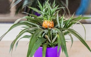 pineapple houseplant in purple planter hero