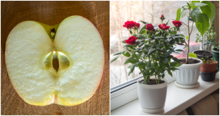 Vložte plátek jablka do květináče přezimujících rostlin a již koncem zimy uvidíte první poupata