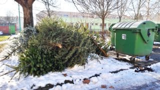 Chalupáři radí, co s vánočním stromkem. Nevyhazujte ho, pomůže se založením kompostu i záhonku