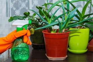 Aloe vera: 9 důvodů, proč je skvělou pokojovou rostlinou. Za péči se odvděčí svými benefity