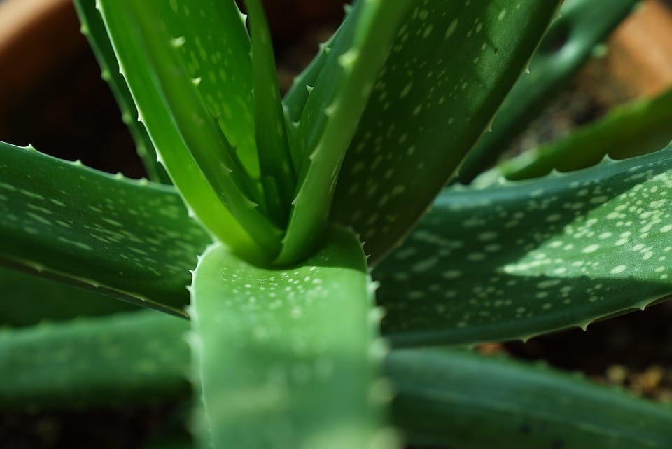 aloe vera prava 1