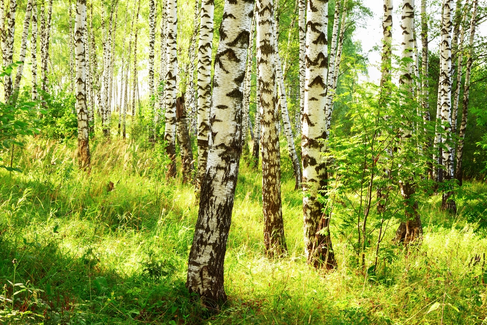 brizy dreviny listnaty les