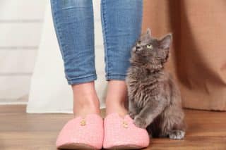 Proč se kočka často otírá o nohy? Variant je víc, jednou z nich je touha po pozornosti