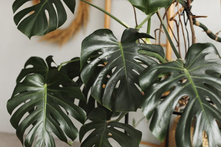monstera pokojovka listy
