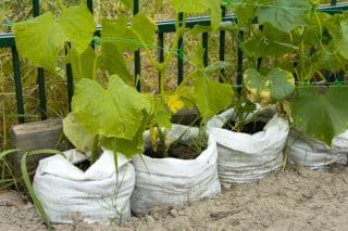 Tajemství velké úrody křupavých okurek: Hnojivo z popela a kopřiv