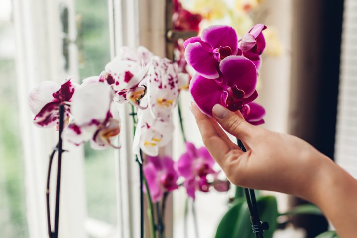 orchidej