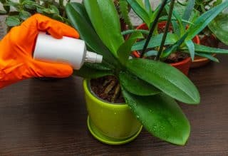 Hnojiva mohou orchideji spíš uškodit, než aby jí prospěla: Popel i peroxid vodíku jsou špatná volba