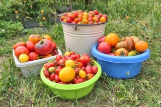 Životabudič na bázi jedlé sody zařídí kolosální úrodu rajčat. Sklizeň budete letos počítat na kbelíky