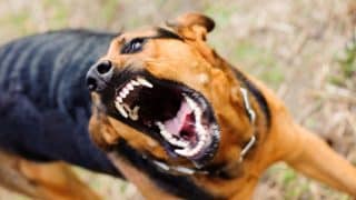Co dělat, pokud na vás zaútočí agresivní pes z ulice? Taktika chovatele bojových plemen vám zachrání život