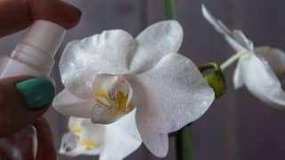 citronova zalivka orchidej