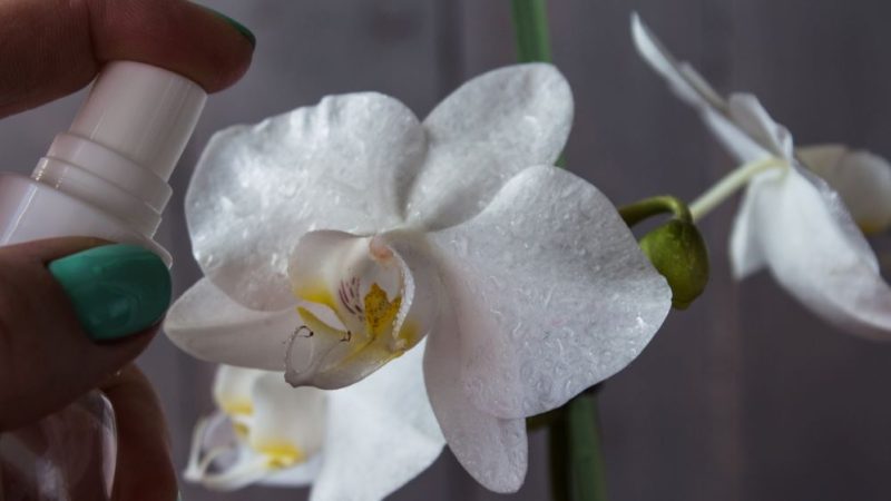 citronova zalivka orchidej