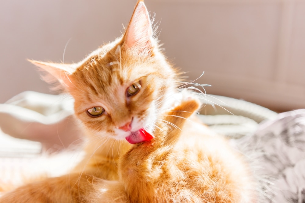 Když kočky volají o pomoc: Toto je 5 věcí, které dělají, pokud jsou ve stresu a žádají o větší klid