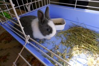 Kolik měsíčně stojí králík jako domácí mazlíček? Popořadě: Od jeho pořízení, až po pravidelnou péči